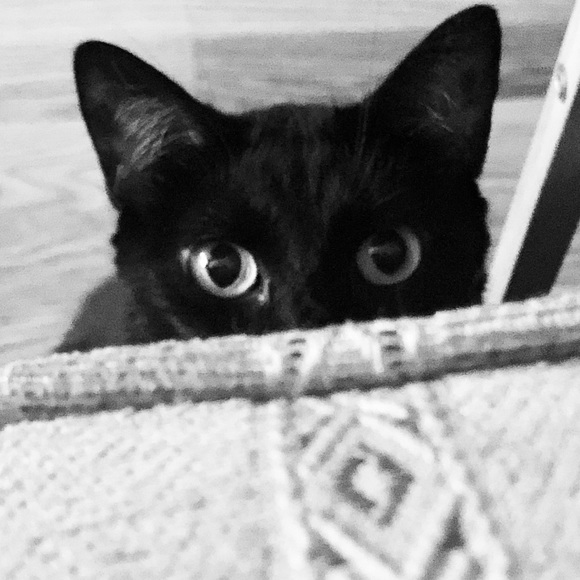 Meet your Posher, T.A. - Picture 1 of 1